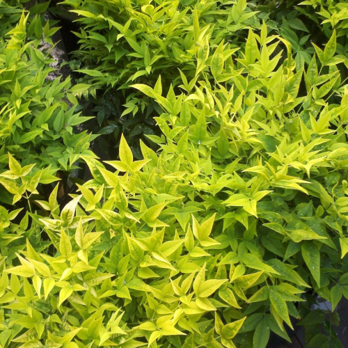 Nandina Lemon Lime Magical pret bun. Veșnic verde ❤️ FloraPris Nandina Lemon Lime Magical pret bun. Veșnic verde ❤️ FloraPris