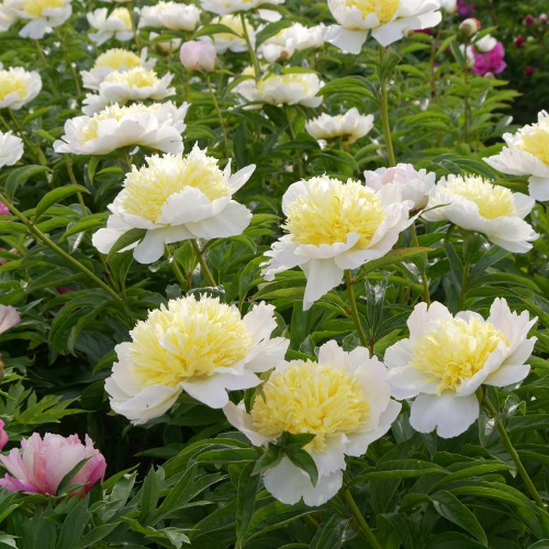 Paeonia lactiflora Honey Gold de vanzare la ghiveci 6l preț bun ❤️ FloraPris