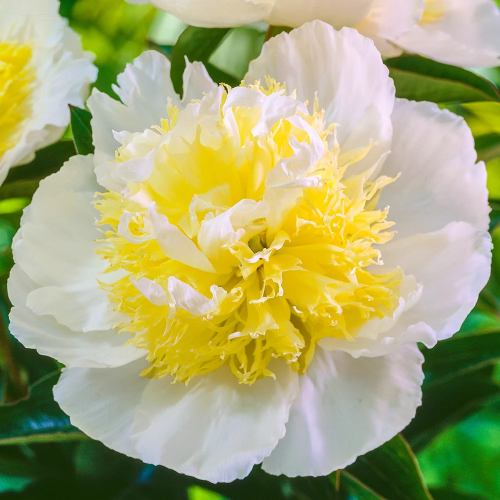 Paeonia lactiflora Honey Gold la ghiveci 6l preț bun ❤️ FloraPris