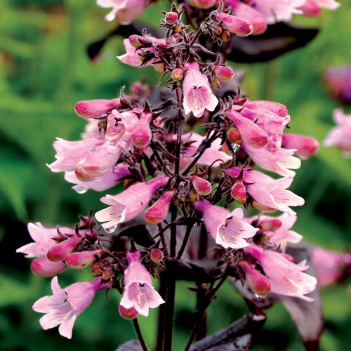 Penstemon Dakota Burgundy de vânzare la ghiveci preț bun ❤️ FloraPris