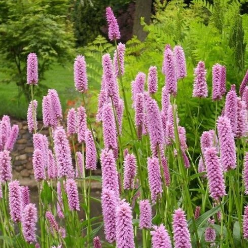 Persicaria Bistorta Superba de vânzare la ghiveci preț bun ❤️ FloraPris