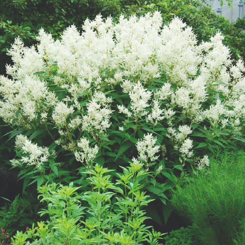 Persicaria Polymorpha de vânzare la ghiveci preț bun ❤️ FloraPris