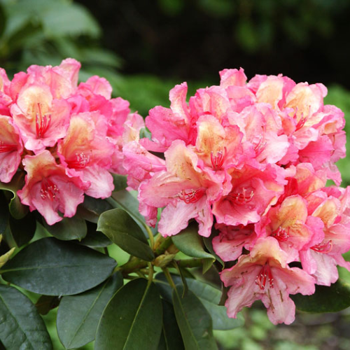 Rhododendron Brasilia INKARHO de vanzare în ghiveci. Soi nou ❤️ FloraPris