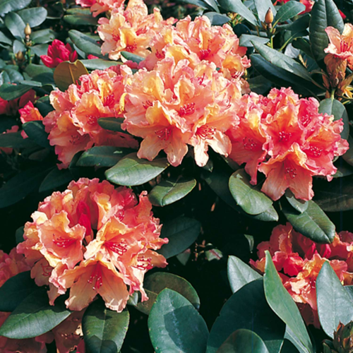 Rhododendron Brasilia INKARHO in ghiveci. Preț bun. Soi nou ❤️ FloraPris