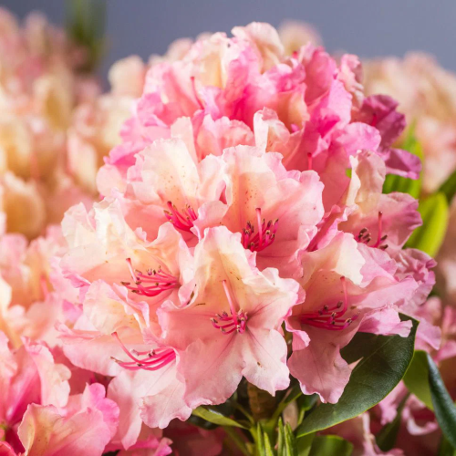 Rhododendron Brasilia INKARHO la ghiveci. Preț bun ❤️ FloraPris