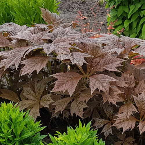Rodgersia Braunlaub de vânzare la ghiveci, preț bun ❤️ FloraPris