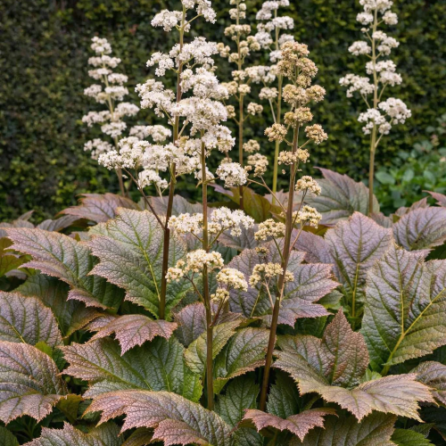 Rodgersia Braunlaub la ghiveci, preț bun ❤️ FloraPris
