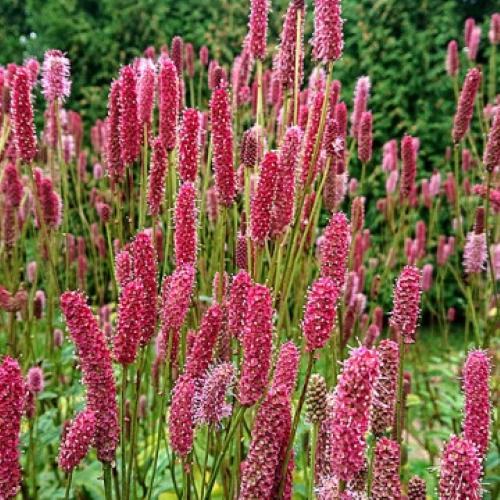 Sanguisorba Officinalis Blackthorn de vânzare la ghiveci ❤️ FloraPris