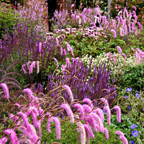 Sanguisorba Pink Brushes de vânzare la ghiveci ❤️ FloraPris