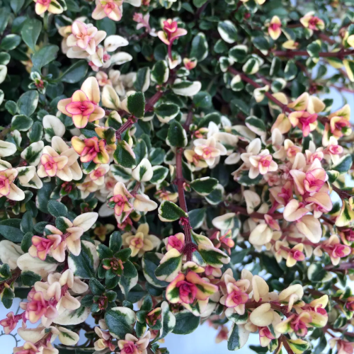 Thymus Foxley de vânzare în ghiveci, preț bun ❤️ FloraPris