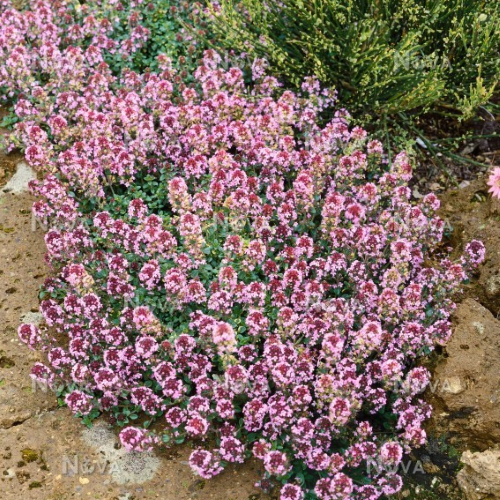 Thymus Foxley de vânzare la ghiveci, acoperitor de sol ❤️ FloraPris