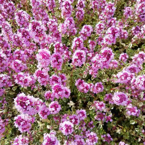 Thymus Foxley de vânzare la ghiveci, preț bun ❤️ FloraPris