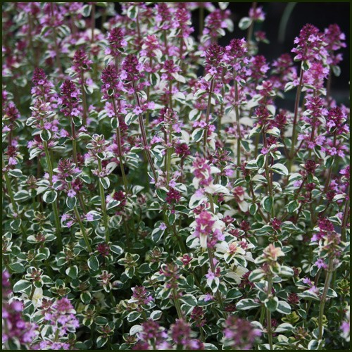 Thymus Foxley la ghiveci, preț bun ❤️ FloraPris