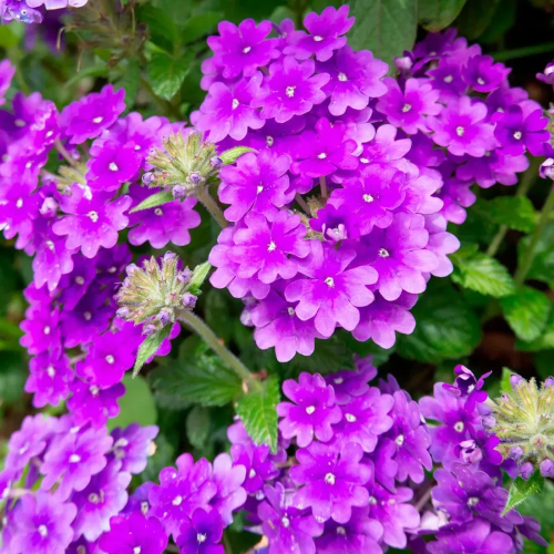 Verbena Homestead Purple de vanzare în ghiveci cu preț bun ❤️ FloraPris