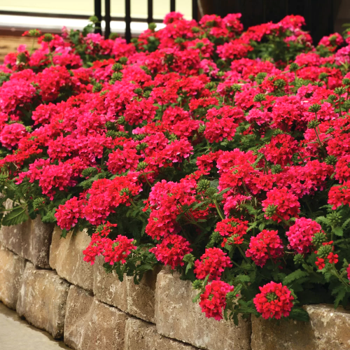 Verbena Peruviana de vanzare la ghiveci cu preț bun ❤️ FloraPris