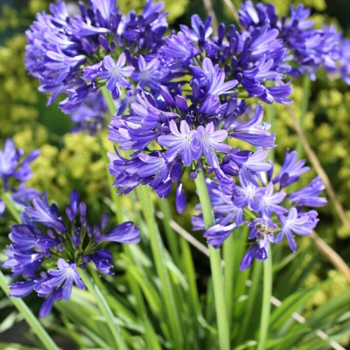Agapanthus Azzuro de vanzare in ghiveci, preț bun ❤️ FloraPris