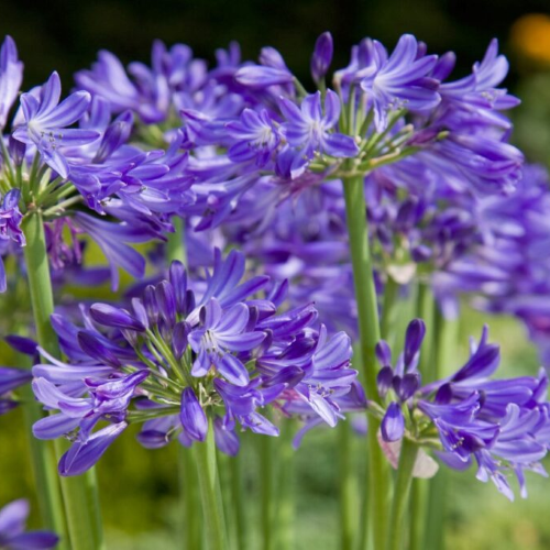 Agapanthus Azzuro de vanzare la ghiveci, preț bun ❤️ FloraPris Agapanthus Azzuro de vanzare la ghiveci, preț bun ❤️ FloraPris