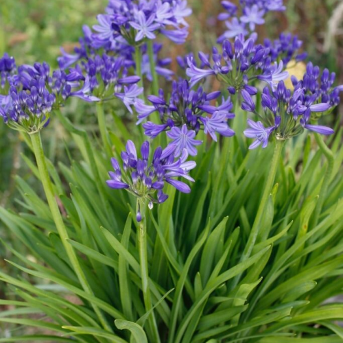 Agapanthus Azzuro la ghiveci, preț bun ❤️ FloraPris Agapanthus Azzuro la ghiveci, preț bun ❤️ FloraPris