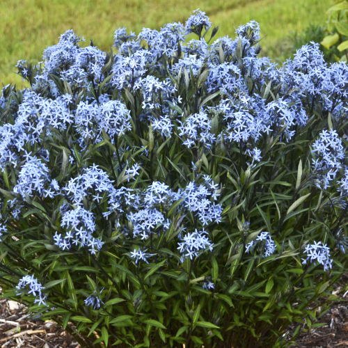 Amsonia Blue Ice de vanzare la ghiveci preț bun ❤️ FloraPris