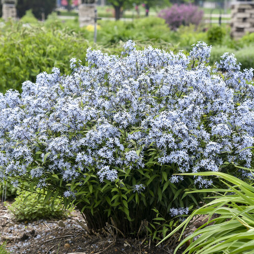 Amsonia Blue Ice de vanzare la ghiveci ❤️ FloraPris