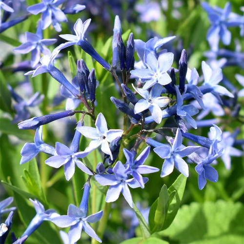 Amsonia Blue Ice la ghiveci preț bun ❤️ FloraPris