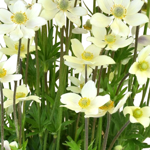 Anemone Spring Beauty White la ghiveci, preț bun ❤️ FloraPris