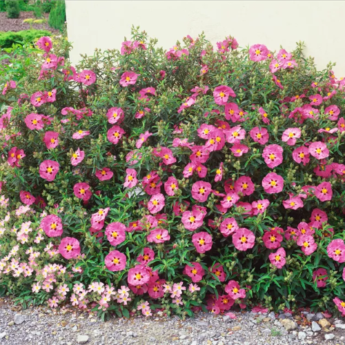 Cistus Betty Taudevin in ghiveci. Veșnic verde ❤️ FloraPris Cistus Betty Taudevin in ghiveci. Veșnic verde ❤️ FloraPris