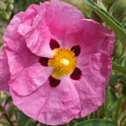 Cistus Betty Taudevin la ghiveci ptret bun.❤️ FloraPris Cistus Betty Taudevin la ghiveci ptret bun.❤️ FloraPris