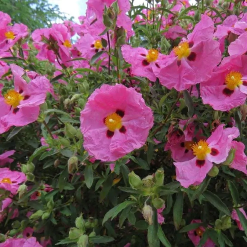 Cistus Betty Taudevin la ghiveci. Veșnic verde ❤️ FloraPris