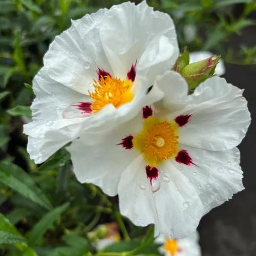 Cistus Jenkyn Place de vânzare la ghiveci ❤️ FloraPris