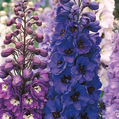 Delphinium Delphis Emerald in ghiveci preț bun ❤️ FloraPris Delphinium Delphis Emerald in ghiveci preț bun ❤️ FloraPris