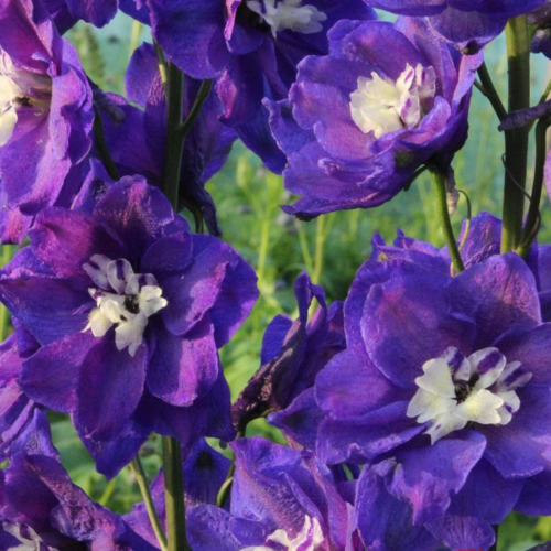 Delphinium Delphis Emerald la ghiveci preț bun ❤️ FloraPris