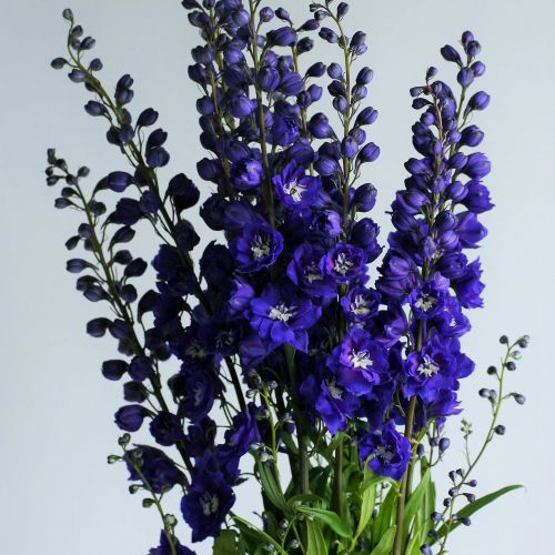 Delphinium Delphis Emerald la ghiveci ❤️ FloraPris Delphinium Delphis Emerald la ghiveci ❤️ FloraPris
