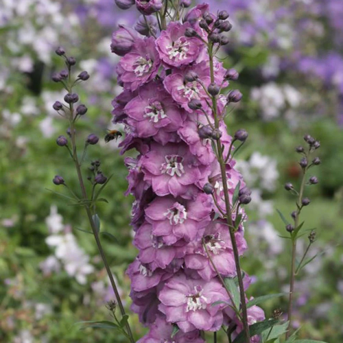Delphinium Pink Power de vanzare la ghiveci preț bun ❤️ FloraPris Delphinium Pink Power de vanzare la ghiveci preț bun ❤️ FloraPris