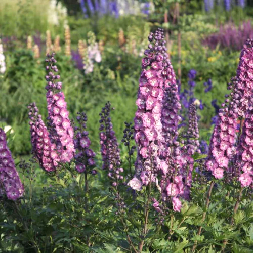 Delphinium Pink Power in ghiveci preț bun ❤️ FloraPris Delphinium Pink Power in ghiveci preț bun ❤️ FloraPris