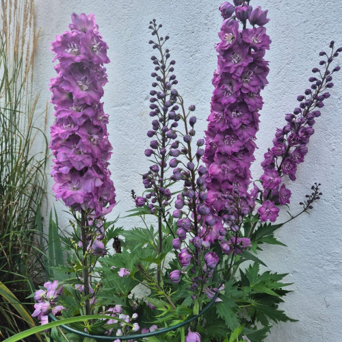 Delphinium Pink Power la ghiveci preț avantajos ❤️ FloraPris