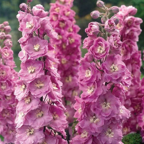 Delphinium Pink Power la ghiveci preț bun ❤️ FloraPris
