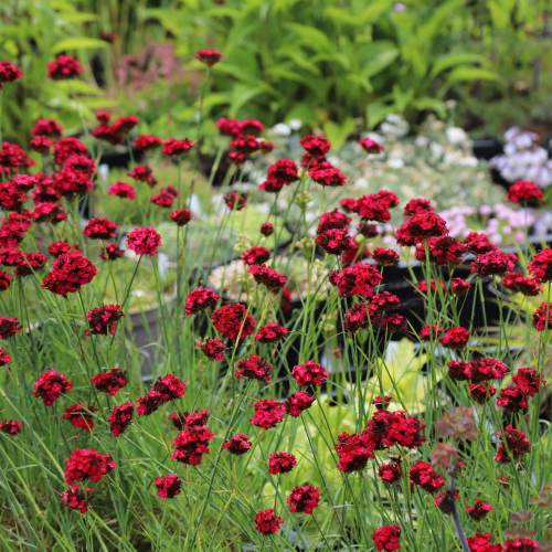 Dianthus Cruentus de vânzare in ghiveci, preț bun ❤️ FloraPris