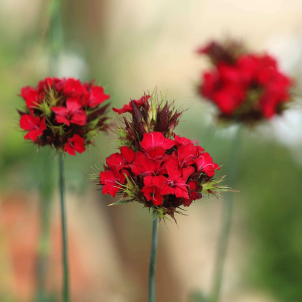 Dianthus Cruentus de vânzare la ghiveci ❤️ FloraPris