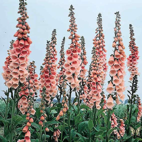 Digitalis Apricot Beauty la ghiveci, preț bun ❤️ FloraPris