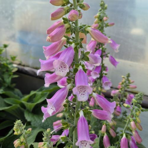 Digitalis Lucas Silver de vânzare în ghiveci, preț bun ❤️ FloraPris