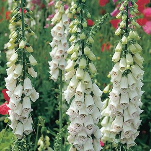Digitalis Lucas Silver de vânzare la ghiveci, preț bun ❤️ FloraPris