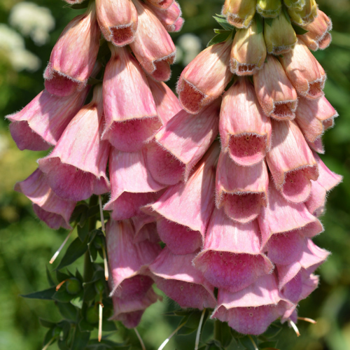 Digitalis Mertonensis de vânzare in ghiveci, preț bun ❤️ FloraPris Digitalis Mertonensis de vânzare in ghiveci, preț bun ❤️ FloraPris