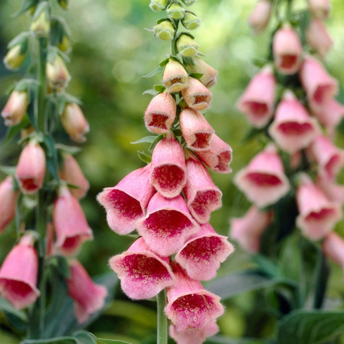 Digitalis Mertonensis de vânzare la ghiveci, preț bun ❤️ FloraPris Digitalis Mertonensis de vânzare la ghiveci, preț bun ❤️ FloraPris