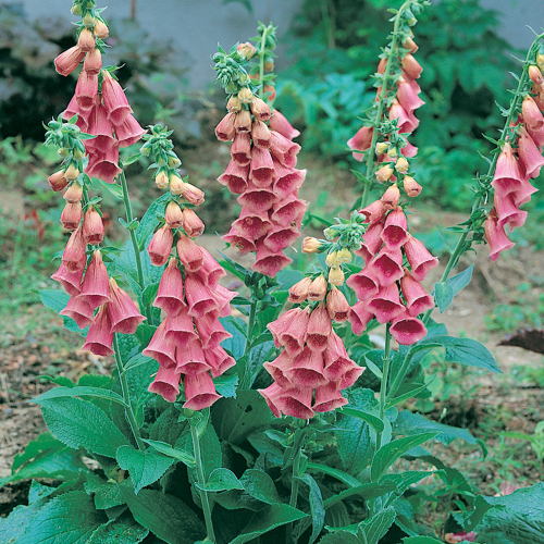 Digitalis Mertonensis la ghiveci, preț bun ❤️ FloraPris
