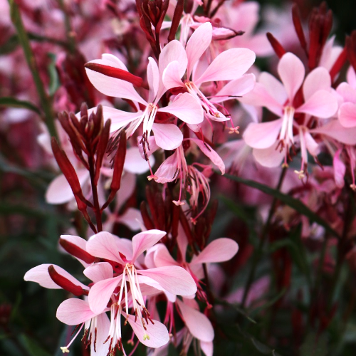 Gaura Graceful Light Pink de vânzare pret bun ❤️ FloraPris