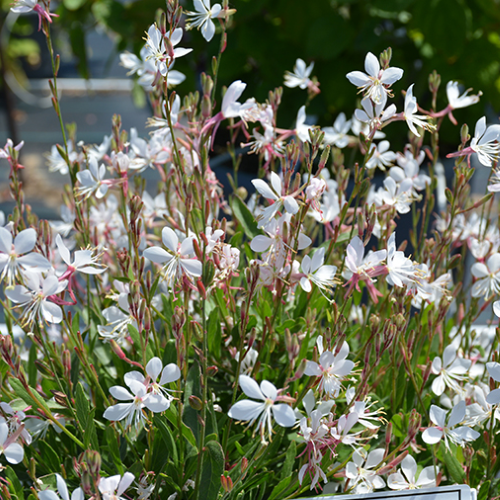 Gaura albă Graceful White la ghiveci