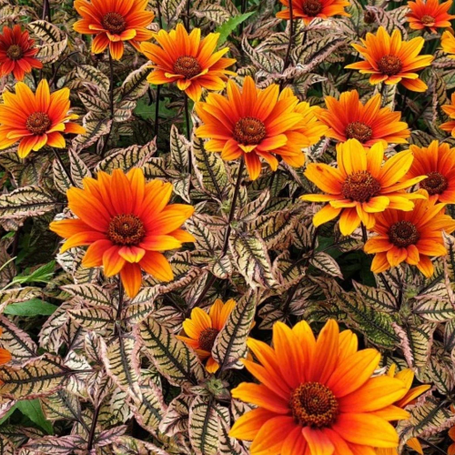 Heliopsis Orange Marble la ghiveci, preț bun ❤️ FloraPris