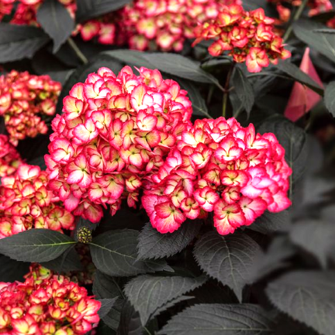 Hydrangea macrophylla Eclipse în ghiveci Preț bun ❤️ FloraPris