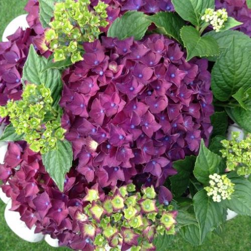 Hydrangea macrophylla Purple Ball în ghiveci 5l ❤️ FloraPris